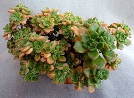AichrysonBethencourtianum2