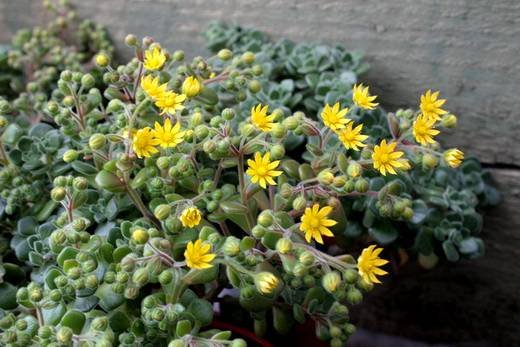 AichrysonDomesticum4