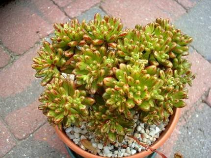 AichrysonSedifolium1