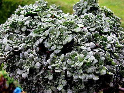AichrysonTortuosum1