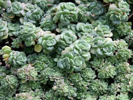 AichrysonTortuosum2