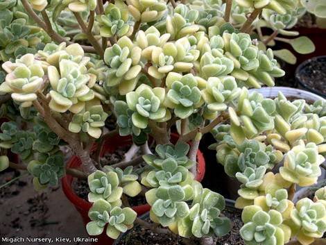 AichrysonTortuosum3