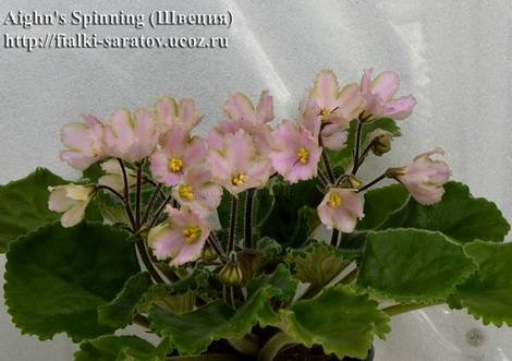 Ajohn'sSpinningBells1