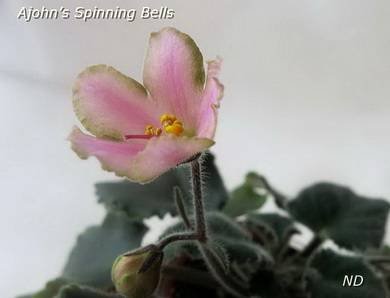 Ajohn'sSpinningBells3