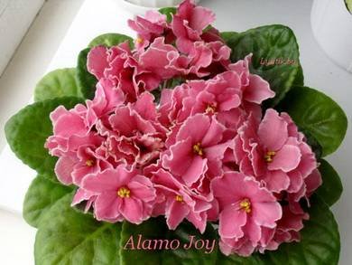 AlamoJoy5