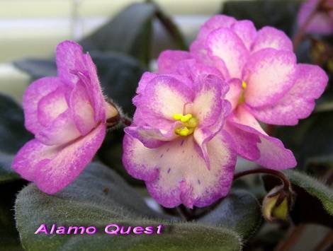 AlamoQuest1