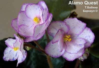 AlamoQuest2