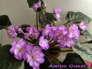 AlamoQuest4