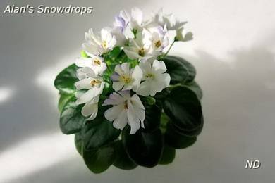 AlansSnowdrops2