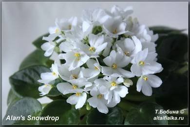 AlansSnowdrops3