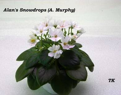 AlansSnowdrops4