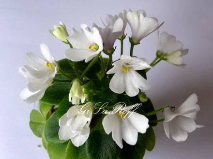AlansSnowdrops7