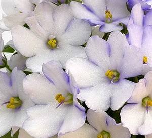 AlansSnowdrops9