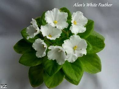 Alan'sWhiteFeather2
