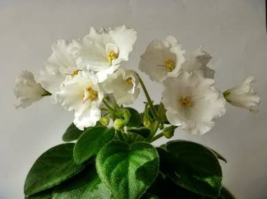Alan'sWhiteFeather3