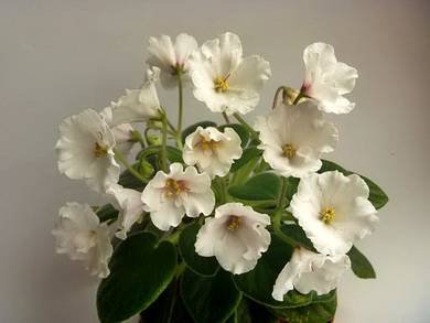 Alan'sWhiteFeather5