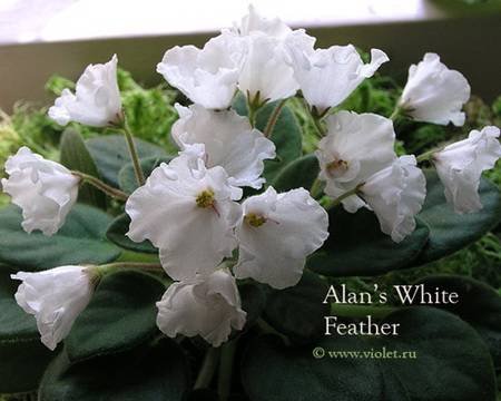 Alan'sWhiteFeather6