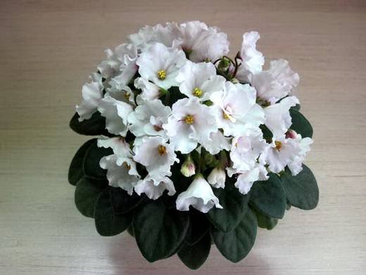 Alan'sWhiteFeather9