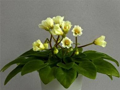 AlchemyAntiqueBells4