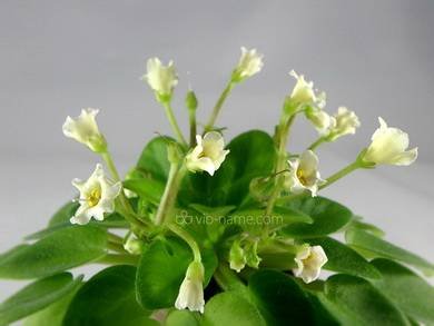 AlchemyAntiqueBells5