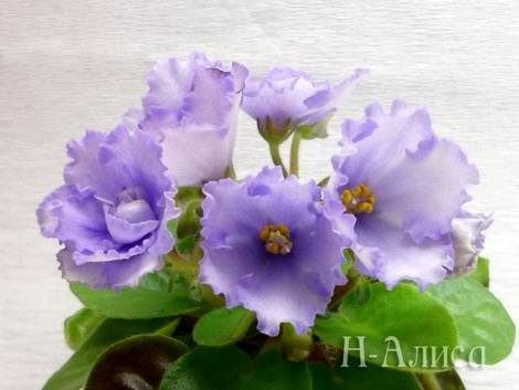 АлисаН1