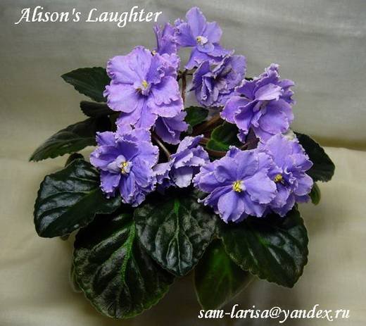 AlisonsLaughter6