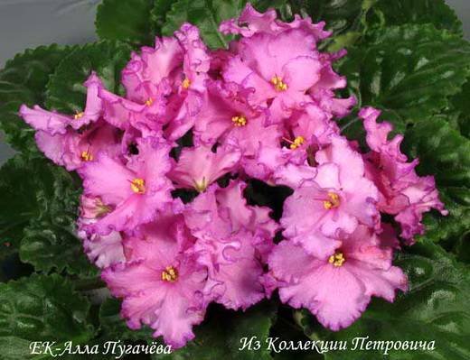 АллаПугачева6