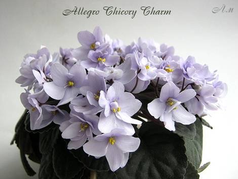 AllegroChicoryCharm1