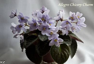 AllegroChicoryCharm4