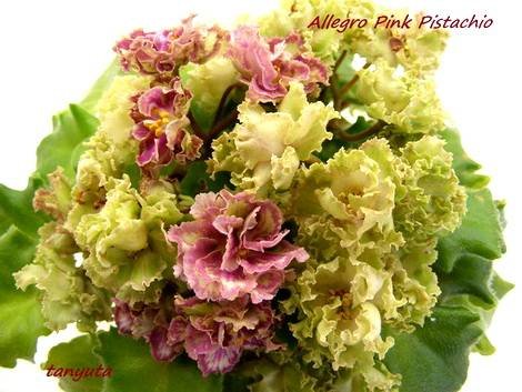 AllegroPinkPistachio1
