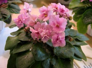 AllegroWinsomePink3