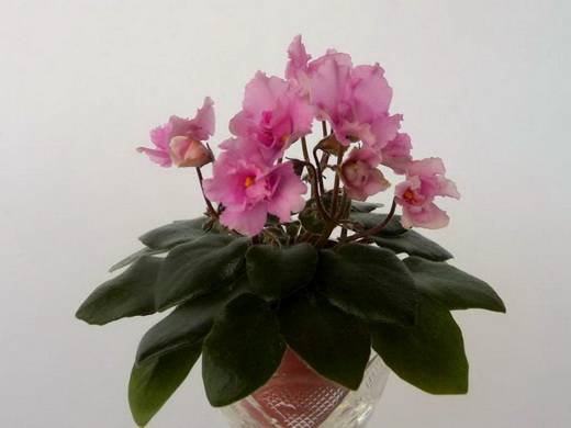 AllegroWinsomePink5