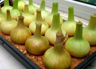 Allium2