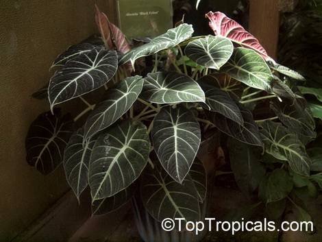 Alocasia11