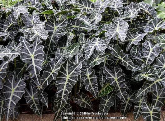 Alocasia14