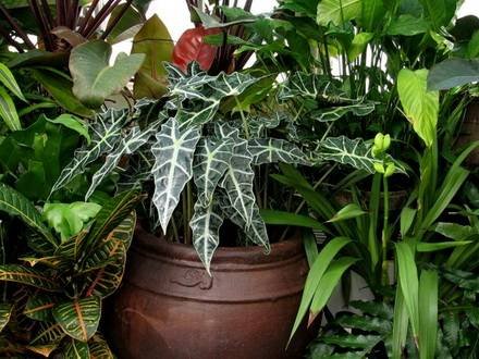 Alocasia15