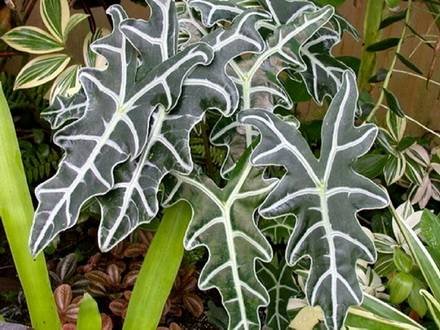 Alocasia3