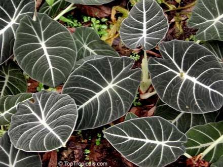 Alocasia6
