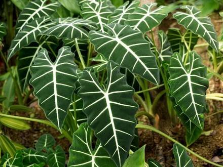 Alocasia8