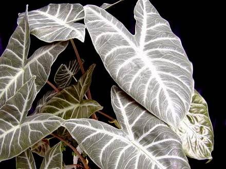 Alocasia9