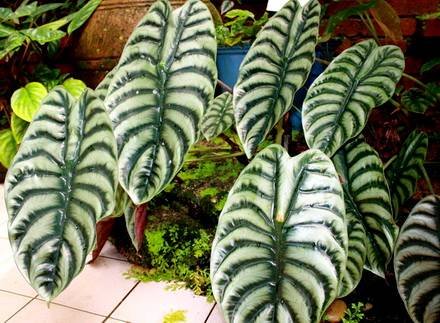 AlocasiaCuprea