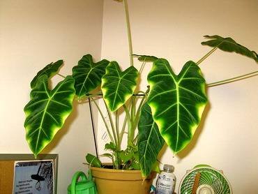 AlocasiaGreenVelvet