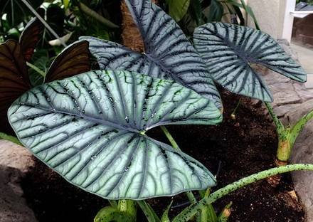 AlocasiaNebula