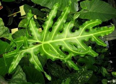 AlocasiaPortei