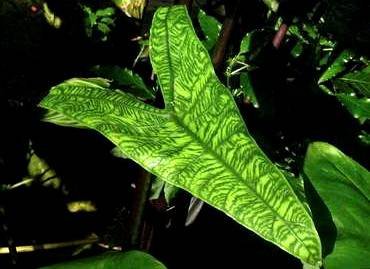 AlocasiaZebrinaReticulata