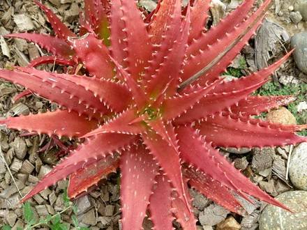 Aloe2