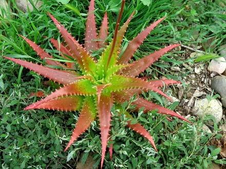 Aloe3