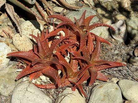 Aloe4
