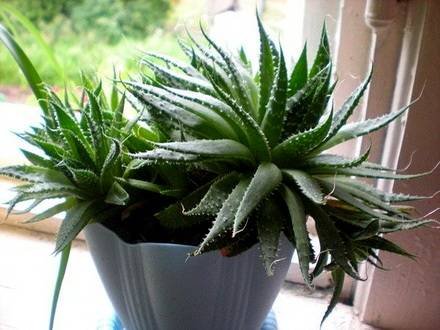 Aloe5