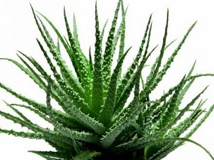 Aloe6
